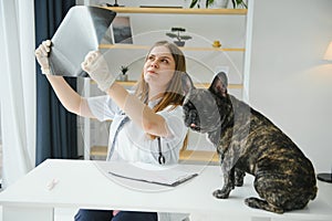 Portrait of a French Bulldog. Veterinary medicine concept. Pedigree dogs. Funny animals. Mixed media