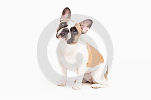 Portrait of a French bulldog on a white background. cheerful little dog with a funny face sitting