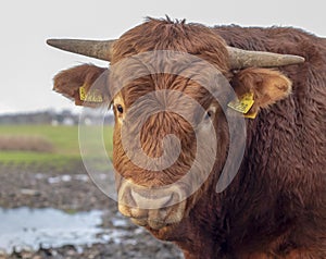 Portrait of a French Limousin bull, light pink nose, horns and yellow ear tags, front view.