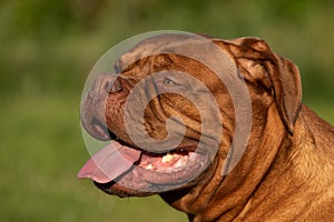 Portrait of a French mastiff waiting in the grass