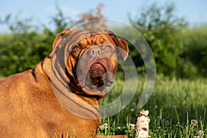 Portrait of a French mastiff waiting in the grass