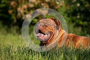 Portrait of a French mastiff waiting in the grass