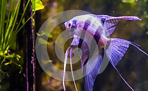 Portrait of a freshwater angelfish, popular pet in aquaculture, exotic fish from the amazon basin