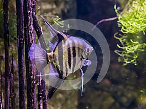 Portrait of a freshwater angelfish, very popular aquarium pet, exotic fish from the amazon basin