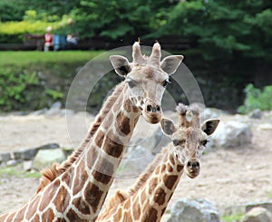 Portrait friendly big giraffe and small giraffe