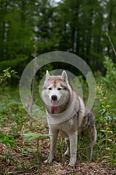 Portrait of beautiful dog breed siberian husky standing the green forest and looks like a wolf