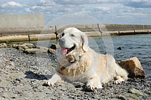 Portrait of friendly golden retriever dog at the beach