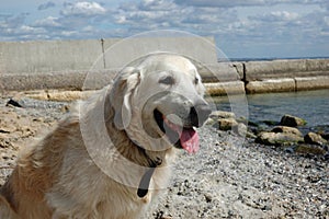 Portrait of friendly golden retriever dog at the beach