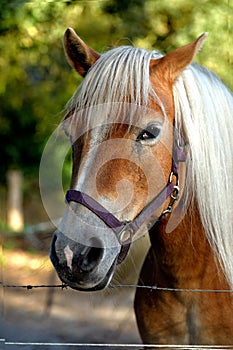 A portrait of a friendly light-brown horse in an enclosure near a farm in the light of September sun, Eerde Estate