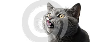 portrait of a friendly looking gray cat licking lips on white background