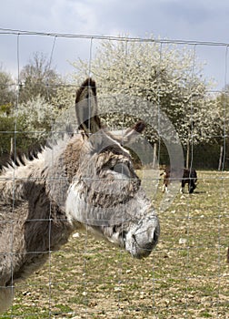 Portrait of a friendly Mediterranean donkey with goat background