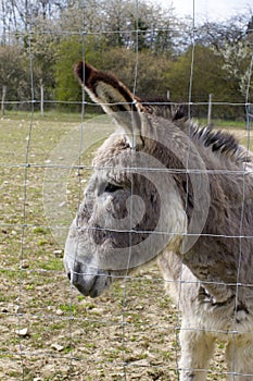 Portrait of friendly Mediterranean donkey pointing his big ears, springtime