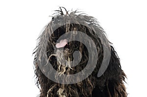 Portrait of a friendly Puli