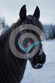 Portrait of a friesian horse on the background of the winter forest