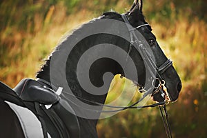 Portrait of a Friesian horse with a bridle on its muzzle and a saddle on its back, illuminated by sunlight on a summer day.