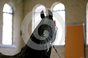 Portrait of a friesian horse on natural background indoors
