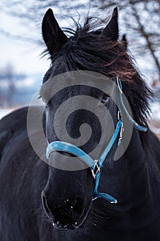 Portrait of a Friesian horse in winter time