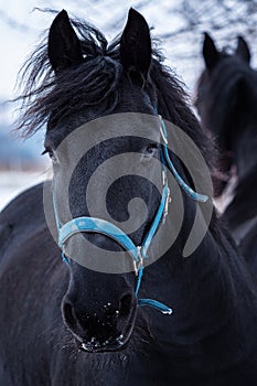 Portrait of a Friesian horse in winter time