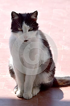 Portrait of a frightened, looking stray  tabby cat