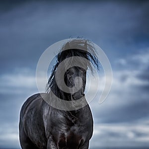 Portrait of a frisian horse