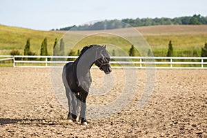 Portrait of a frisian horse