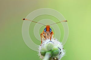The portrait of fritillary butterfly
