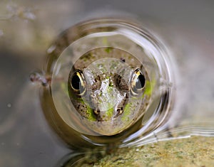 Portrait of a frog