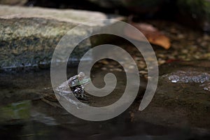 Portrait of Frog in Pond