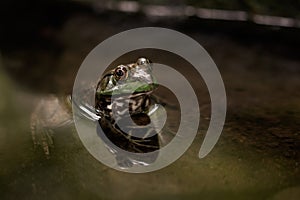 Portrait of Frog in Pond