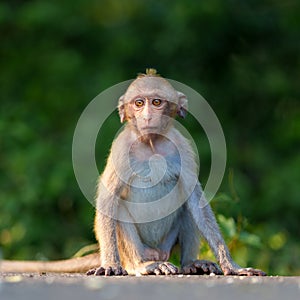 Portrait, front view full body Little brown monkey or Macaca sits on ground vacant alone in green background, happy, enjoying and