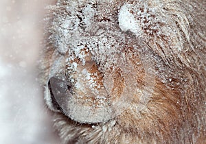 Portrait of frozen dog with snowflakes on a wool