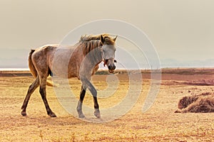 Portrait full body of beautiful white male horse with perfect ri