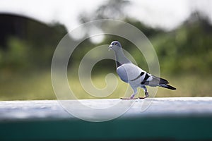 portrait full body of homing pigeon standing on home loft trap