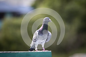 Portrait full body of homing pigeon standing outdoor