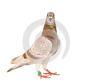 Portrait full body of red mealy feather homing pigeon standing isolated white background