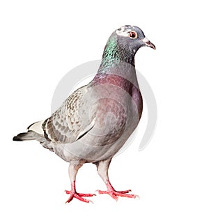 Portrait full body of speed racing homing pigeon isolated white