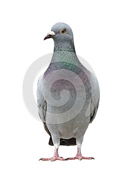 portrait full body of speed racing pigeon bird isolate white background