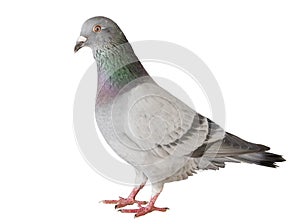 Portrait full body of speed racing pigeon bird isolated white ba