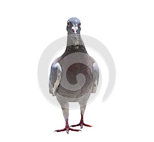 Portrait full body of speed racing pigeon bird isolated white ba