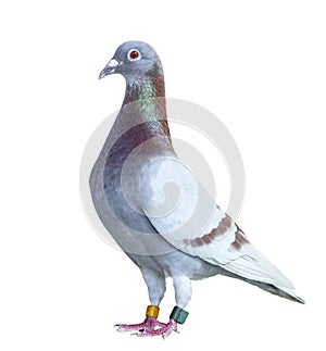 Portrait full body of speed racing pigeon red choco color isolated white background