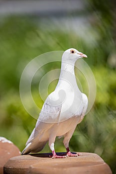 Portrait full body of white feather pigeon bird standing on home