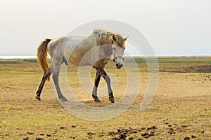 Portrait full body of white horse with beautiful rim light again