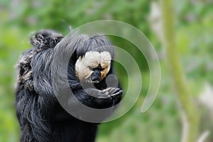 White faced saki or pithecia pithecia