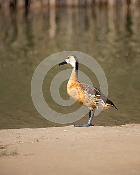 Portrait of a Fulvous whistling duck standing on the sandy banks of the lake
