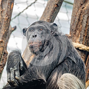 Portrait of funny adult Chimpanzee with a smugly smile, extreme closeup, details