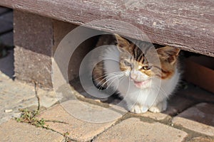 portrait of a funny angry small kitten under the stairs