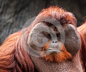 Portrait of funny Asian orangutan, adult.