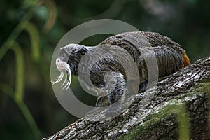 Portrait of funny bearded emperor tamarin monkey from Brazil jun