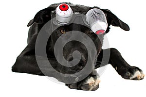 PORTRAIT OF A FUNNY BLACK DOG WEARING ZOMBIE BLOODSHOT EYES GLASSES FOR A HALLOWEEN PARTY. ISOLATED AGAINST WHITE BACKGROUND