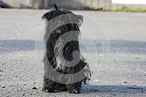 Portrait of a funny black stray dog